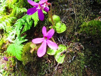 Pinguicula oblongiloba, photographed by Oscar Alejandro Morales Juárez