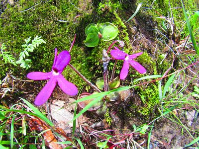 Pinguicula oblongiloba, photographed by Oscar Alejandro Morales Juárez