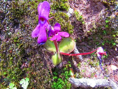 Pinguicula oblongiloba, photographed by Oscar Alejandro Morales Juárez