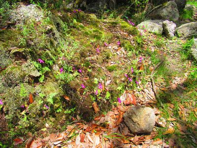 Pinguicula oblongiloba, photographed by Oscar Alejandro Morales Juárez