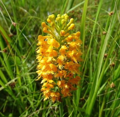 Platanthera cristata, photographed by Sandra Keller