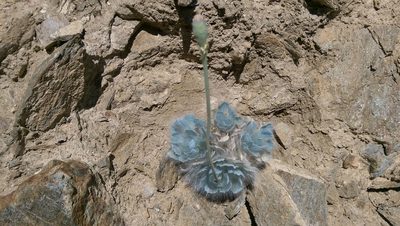 Arctomecon merriamii, photographed by downeyjj