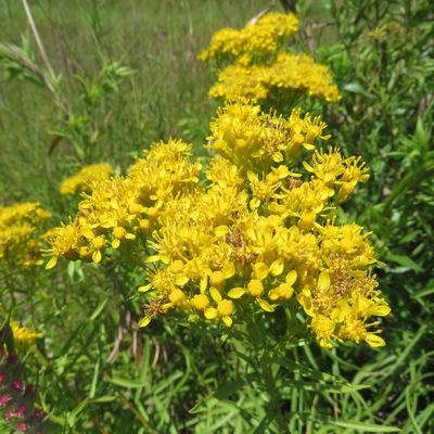 Solidago nitida, photographed by Laura Clark