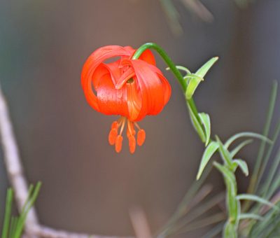 Lilium chalcedonicum, photographed by Kostas Zontanos