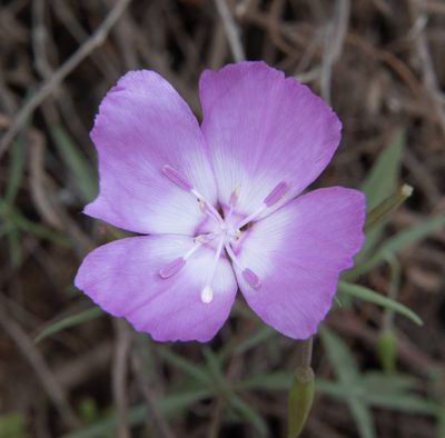 Clarkia lewisii, photographed by Don Loarie