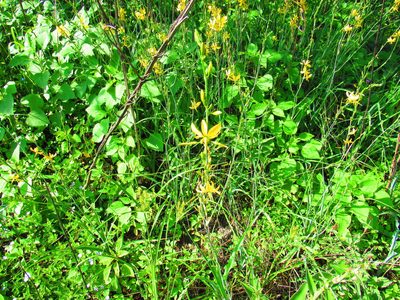 Echeandia mexicana, photographed by Oscar Alejandro Morales Juárez