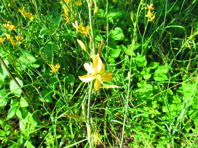 Echeandia mexicana, photographed by Oscar Alejandro Morales Juárez