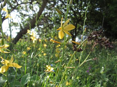 Echeandia mexicana, photographed by Oscar Alejandro Morales Juárez