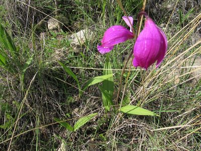 Bletia campanulata, photographed by Oscar Alejandro Morales Juárez