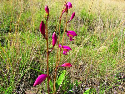Bletia campanulata, photographed by Oscar Alejandro Morales Juárez
