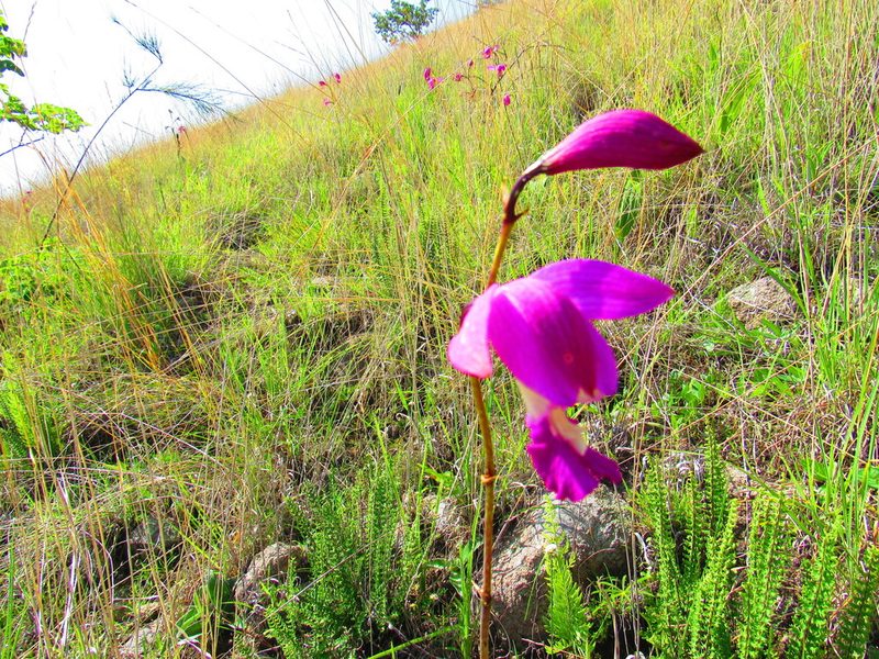 Bletia campanulata, photographed by Oscar Alejandro Morales Juárez