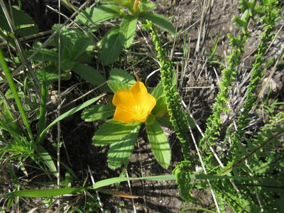 Turnera pumilea, photographed by Oscar Alejandro Morales Juárez
