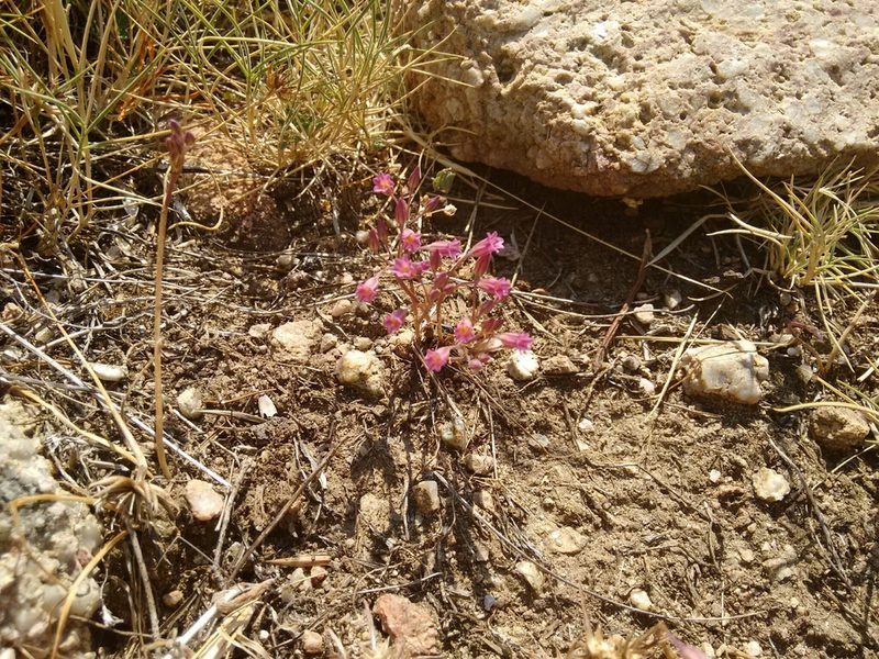 Allium parciflorum, photographed by Rafael Medina