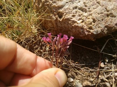 Allium parciflorum, photographed by Rafael Medina