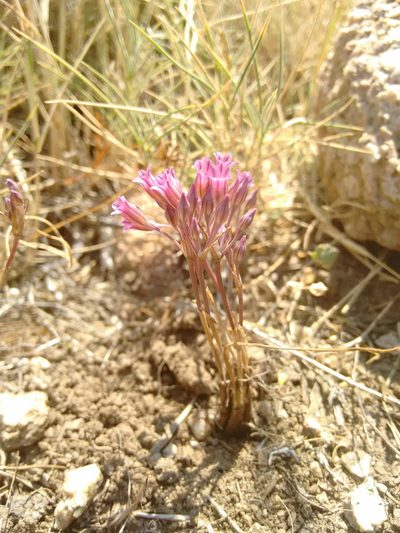Allium parciflorum, photographed by Rafael Medina