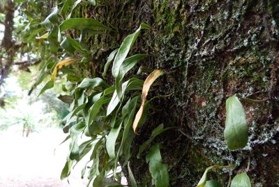 Pyrrosia serpens, photographed by Colin Meurk