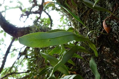 Pyrrosia serpens, photographed by Colin Meurk