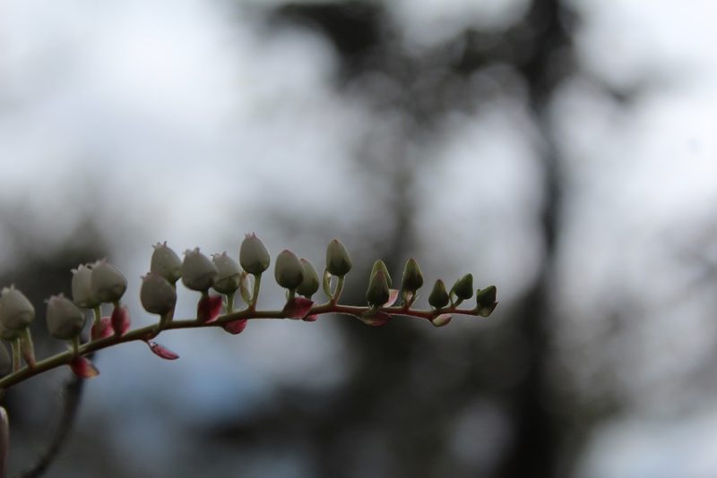 Gaultheria acuminata, photographed by Julián-Caballero C. Camilo