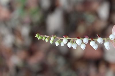 Gaultheria acuminata, photographed by Julián-Caballero C. Camilo