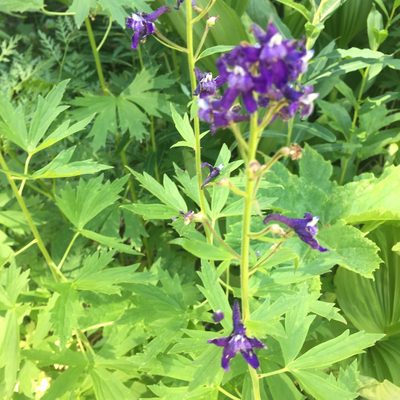 Delphinium barbeyi, photographed by Christina Collins