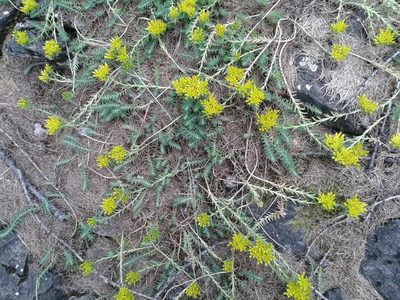 Petrosedum montanum, photographed by Massimo Ferrario