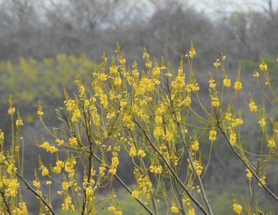 Conzattia sericea, photographed by Francisco Farriols Sarabia