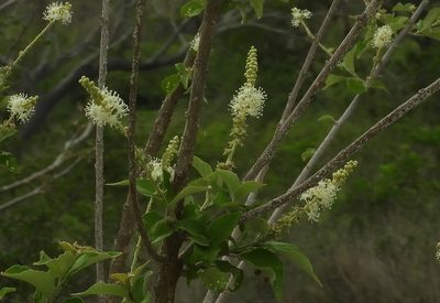 Croton culiacanensis, photographed by Francisco Farriols Sarabia