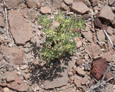 Euphrosyne nevadensis, photographed by Tim Messick