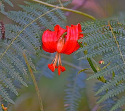 Lilium chalcedonicum, photographed by Kostas Zontanos