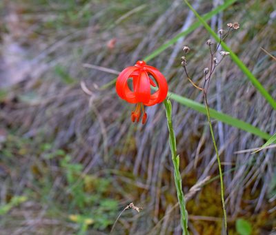 Lilium chalcedonicum, photographed by Kostas Zontanos