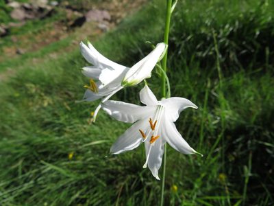 Paradisea liliastrum, photographed by Marco Mussita