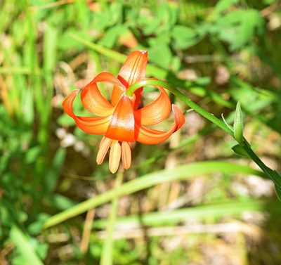 Lilium chalcedonicum, photographed by Kostas Zontanos