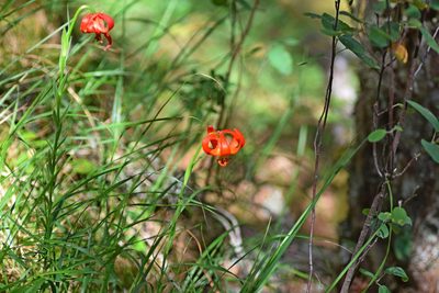 Lilium chalcedonicum, photographed by Kostas Zontanos