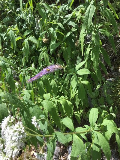 Veronicastrum sibiricum, photographed by iwamotoshuko