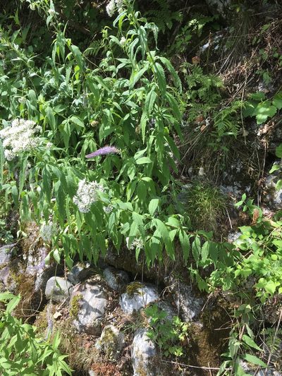 Veronicastrum sibiricum, photographed by iwamotoshuko