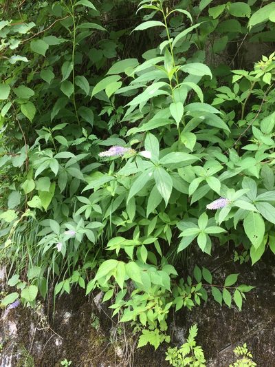 Veronicastrum sibiricum, photographed by iwamotoshuko