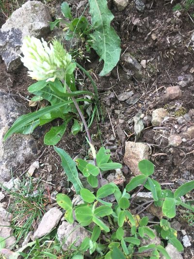 Trifolium canescens, photographed by Andre Hosper