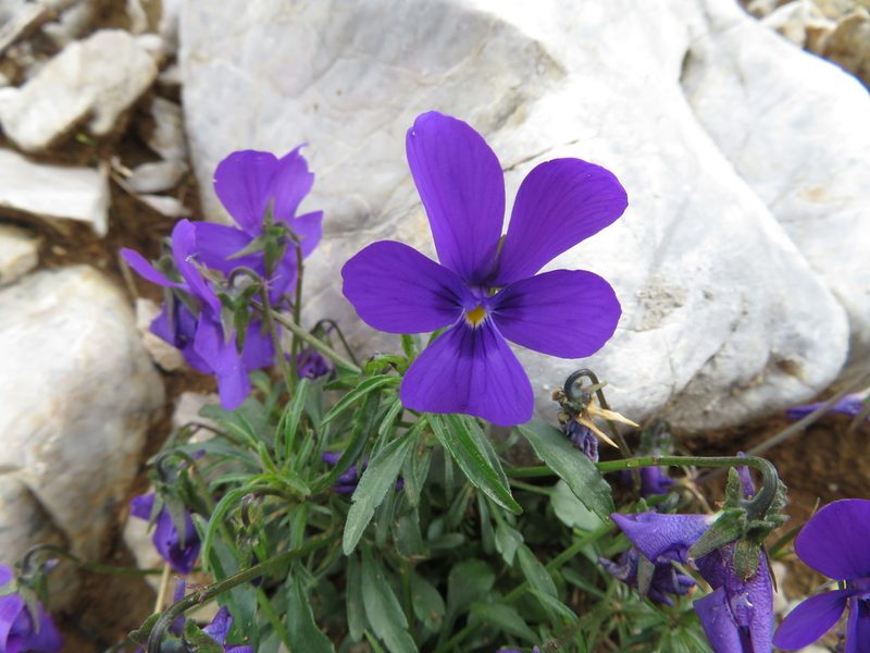 Viola dubyana, photographed by Marco Mussita