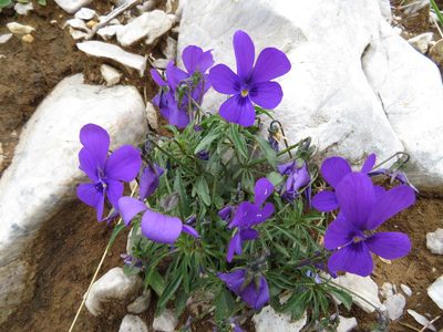 Viola dubyana, photographed by Marco Mussita