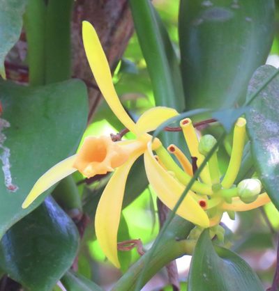 Vanilla pompona, photographed by Aitor