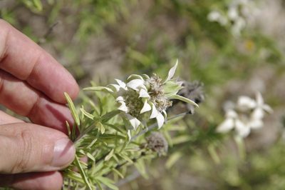 Monarda fruticulosa, photographed by Eric Knight
