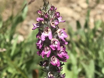 Pedicularis attollens, photographed by rappman