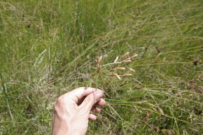 Fimbristylis spadicea, photographed by Eric Knight