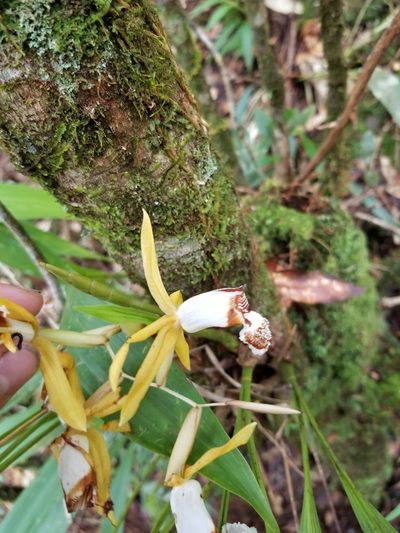 Coelogyne radioferens, photographed by David Weisenbeck