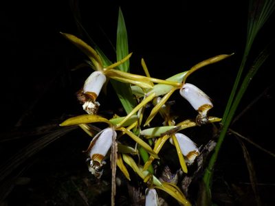 Coelogyne radioferens, photographed by David Weisenbeck