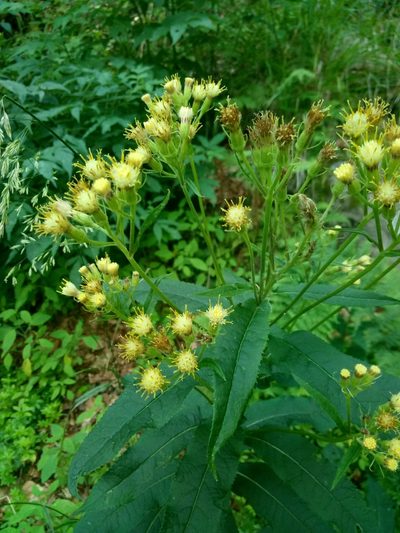 Senecio cacaliaster, photographed by Crap Fou
