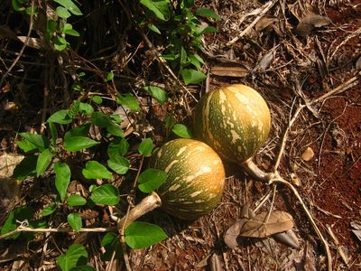 Cucurbita moschata, photographed by Jorge Armín Escalante-Pasos