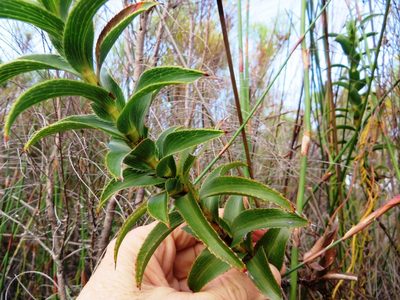 Cliffortia recurvata, photographed by linkie