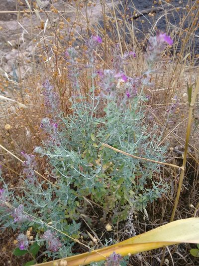 Teucrium marum, photographed by Rafael Medina