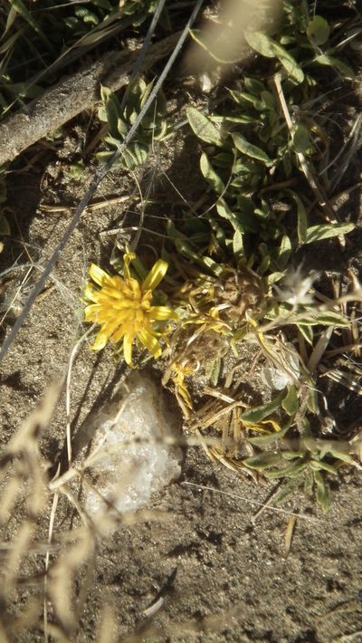 Geigeria plumosa, photographed by Shaun Swanepoel